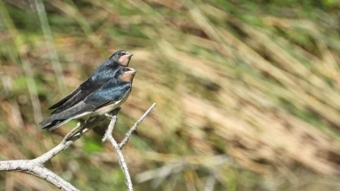 Barn swallow, Hirundo rustica, Spain Stock Footage 234401030
