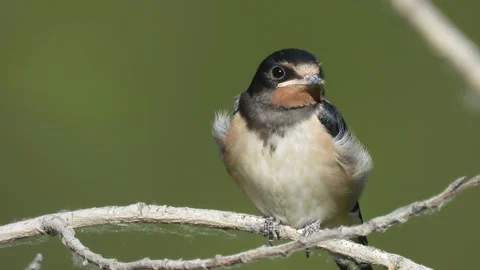 Barn swallow, Hirundo rustica, Spain Stock Footage 234401075