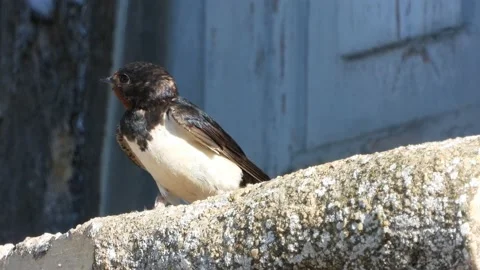 Barn swallow, Hirundo rustica, Spain Stock Footage 234401078