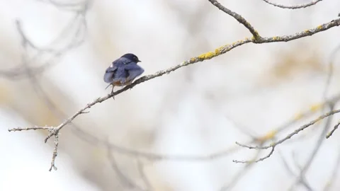 Barn swallow, Hirundo rustica, Spain Stock Footage 234401103