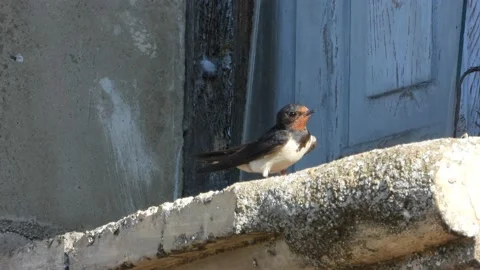 Barn swallow, Hirundo rustica, Spain Stock Footage 234401133