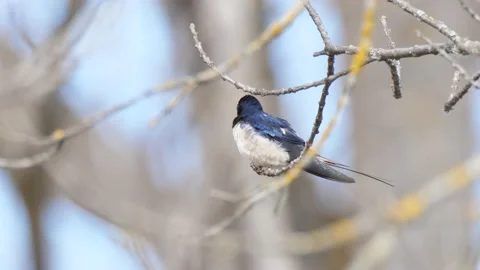 Barn swallow, Hirundo rustica, Spain Stock Footage 234401249