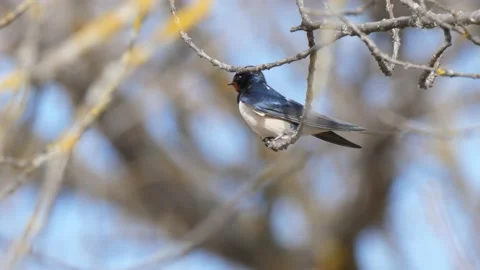 Barn swallow, Hirundo rustica, Spain Stock Footage 234401251