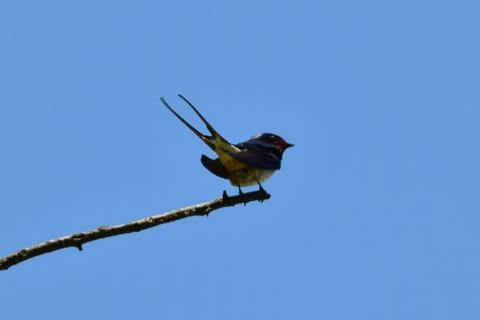 Barn Swallow Hirundo rustica on tree branch against blue sky Fotos Stock