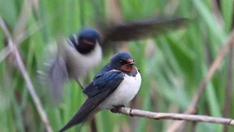 Barn swallow, Hirundo rustica. The two bird sits on a reed and flies away Stock-Footage 240770468
