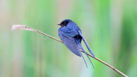 Barn swallow Hirundo rustica in the wild. 스톡 동영상 245665702
