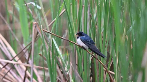Barn swallow Hirundo rustica in the wild. Видео 245665761