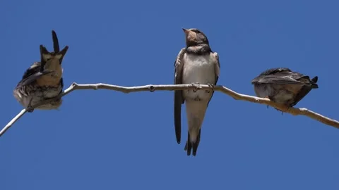 Barn Swallow Juvenile preening feathers on Perch, Greece Stock Footage 344770235