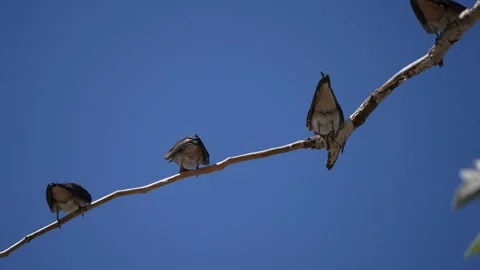 Barn Swallow Juveniles  Perched with Wings Spread, Greece Stock Footage 344770368
