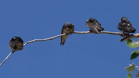 Barn Swallow Juveniles  preening and Huddled on Branch, Greece Stock Footage 344770223