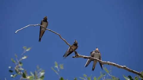 Barn Swallow Lands Beside Perched Siblings who flap wings and preen eachother Stock Footage 344820878