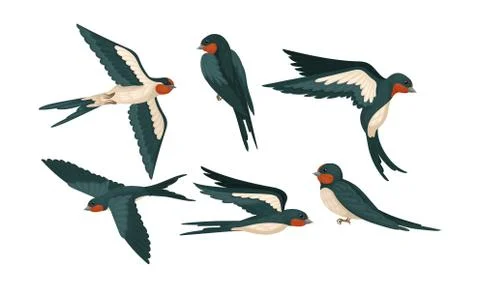 Barn Swallow with Long Tail and Sharp Wings Vector Set Stock Illustration