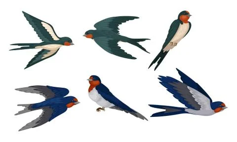 Barn Swallow with Long Tail and Sharp Wings Vector Set Stock Illustration