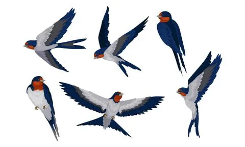 Barn Swallow with Long Tail and Sharp Wings Vector Set Stock Illustration