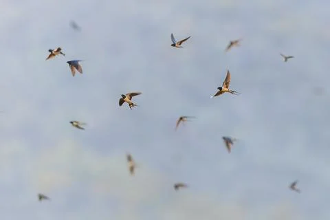Barn swallow migration group Stock Photos