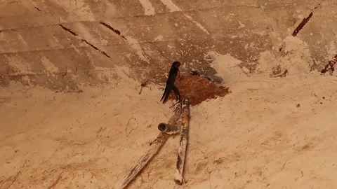 Barn swallow mud nest with parent calling and feeding chicks on barn wall Stock Footage 317071252