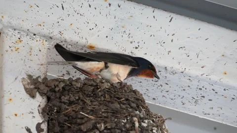 Barn swallow in the nest, 4K video footage Video stock 297499273