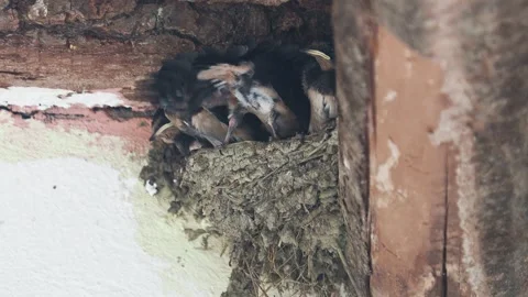 Barn swallow nest with chicks and parents who feed them, clean the nest Stock Footage 280663788