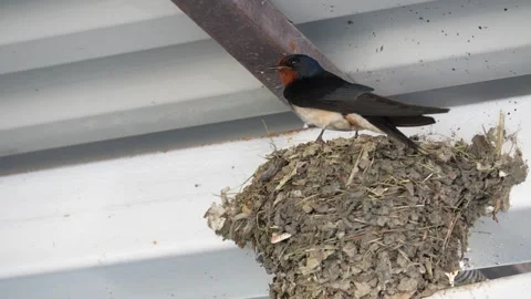 Barn swallow in the nest Stock Footage 297491146