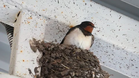 Barn swallow in the nest Stock Footage 297499202