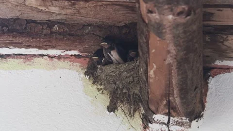 Barn swallow nest full of chicks and parents who feed them, Hirundo rustica Stock Footage 278373659