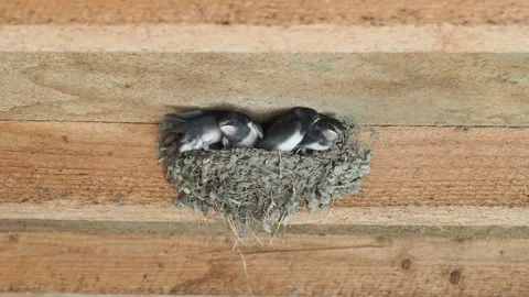 Barn swallow nest full of chicks, Hirundo rustica Stock Footage 278917562