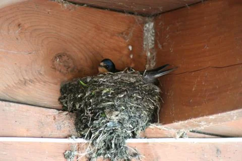 Barn swallow nest Stock Photos