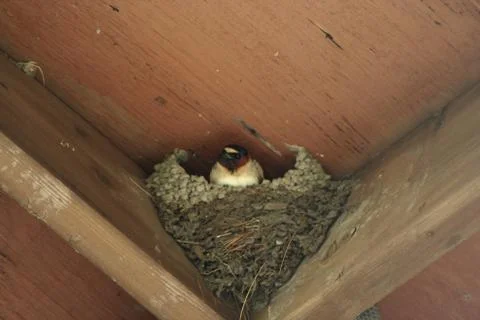 Barn swallow nest Stock Photos