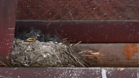 Barn swallow nest in the spring 스톡 동영상 150749162