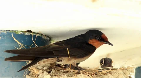 Barn Swallow Nesting Stock Footage 30250747