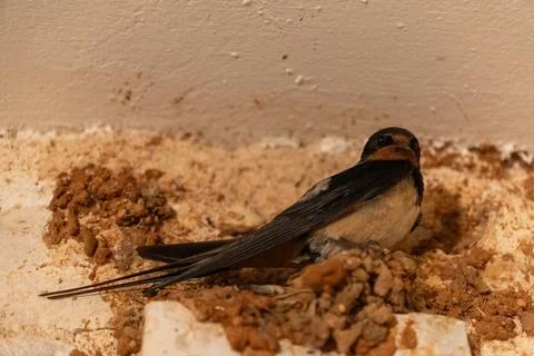 Barn Swallow Nesting on Textured Wall Close Up Foto stock