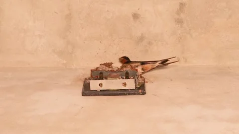 Barn swallow pair builds a mud nest on old box inside rural house wall Stock Footage 312734538