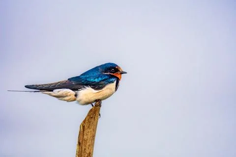 Barn Swallow on Perch Stock Photos