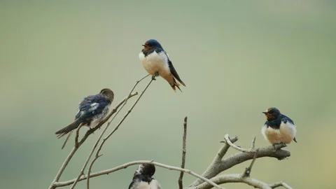 Barn Swallow - perched on dead branch Stock Footage 111392127