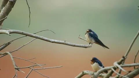 Barn Swallow - perched on dead branch Stock Footage 111392129