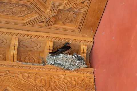 Barn Swallow Perched on a Mud Nest Under Carved Eaves Stock Photos
