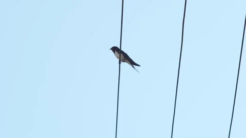 Barn Swallow Perched on a Wire Against a Clear Sky Stock Footage 323140228