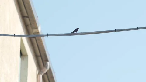 Barn Swallow Perched on a Wire Against a Clear Sky Stock Footage 323140229