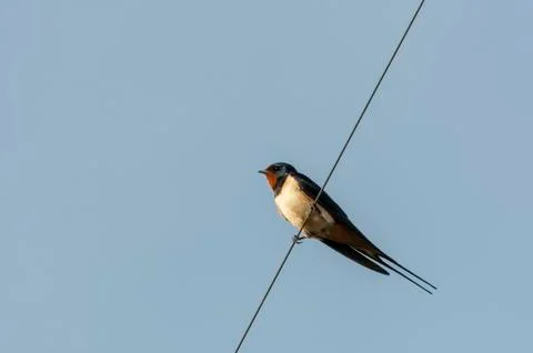 Barn Swallow perched on a wire Stock Photos
