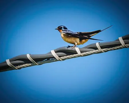 Barn Swallow Perched on Wire Stock Photos