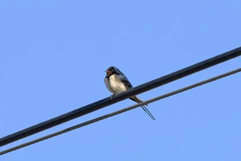 Barn Swallow Perched on Wire Under Clear Blue Sky Stock Photos