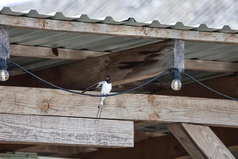 Barn swallow perched on a wire under a rustic wooden roof with string lights Stock Photos
