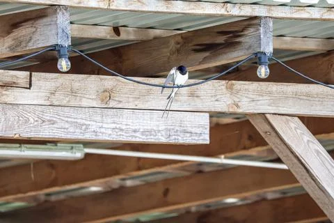 Barn swallow perched on a wire under a wooden structure with string lights Stock Photos