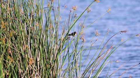 Barn Swallow perching on a marsh grass in the middle of the lake Stock-Footage 243617974