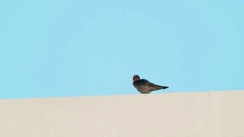 Barn swallow perching on top of a building Stock Footage 158458012