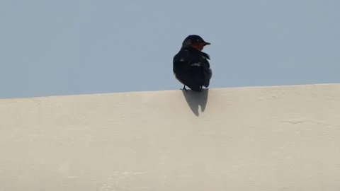 Barn swallow perching on top of a building Video stock 158458129