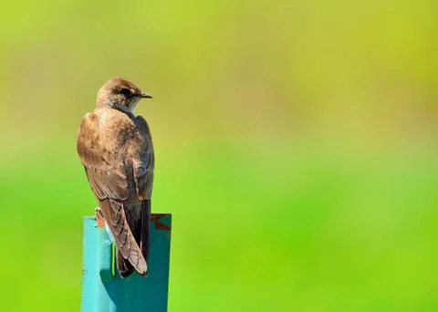 Barn swallow Stock Photos