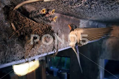 Barn swallow Stock Photos