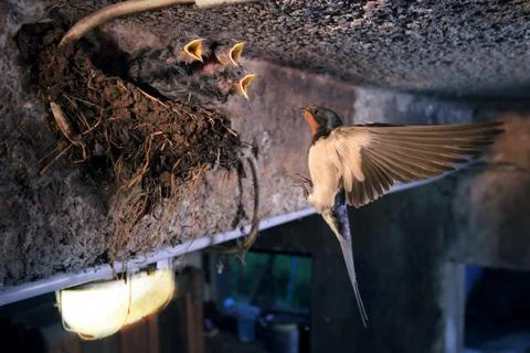 Barn swallow Stock Photos