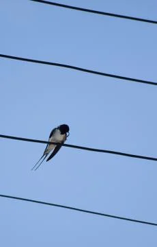 Barn Swallow Stock Photos
